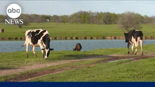 'We are flying blindly' with testing animals for bird flu, virologist tells ABC News