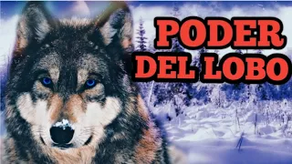 LOBO COMO ANIMAL DE PODER, ¿Qué significa el Lobo en lo Espiritual? TOTEM DEL LOBO SIGNIFICADO