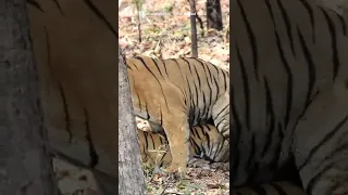 Tiger's Mating in Tadoba.  #love #tadoba #wildlife #wildlifephotography #wildlifeplanet #tigers