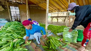 Dapat Malaman para Kumita ng Milyon-Milyon at Maiwasang Malugi sa Comercial Scale Vegetable Farming!