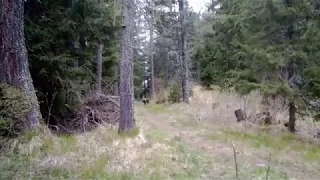 Brown Bear in High Tatras