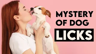 Unveiling the Mystery of Dog Affectionate Licks