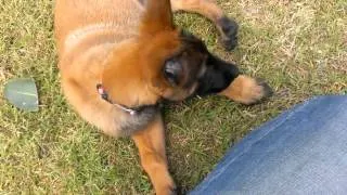 Envy Belgian Malinois Puppy Going Through Tunnel!