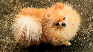 What are some common personality traits of Pomeranians?