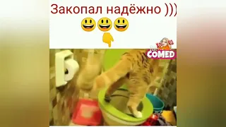 Кот покакал и надёжно закопал!