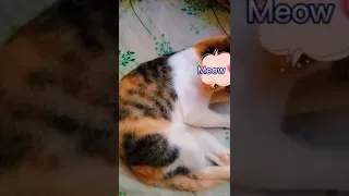 Funny Cat 🤣🤣