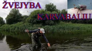 Šapalų žvejyba Karkvabaliu. Žvejyba plūdine meškere.