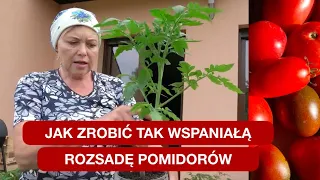 Pomidory - rozsada wg zasady 3x15 - tylko tak robię tę imponującą rozsadę