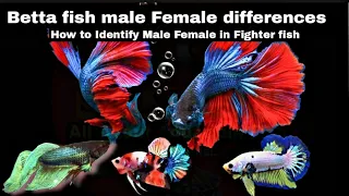 How to know Betta fish male or female Hindi Urdu with English sub #Bettafishgender