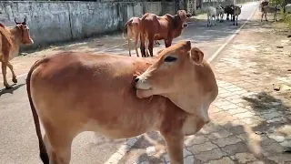 tiger attack on cow  -1 | cow calf crying tadoba national vlog | let's go Vlogs & Lifestyle