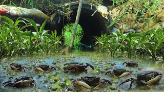 OMG! Season Catch Crabs And Snail Fishing - Catching Crab Snail A Long Water Way In Canal