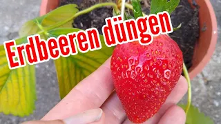 Erdbeeren düngen wann womit Zeitpunkt düngen von Erdbeeren Dünger