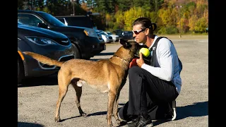 AMAZING BELGIAN MALINOIS TRAINING || Ivan Balabanov & J'Ice Ot Vitosha DVG 2020 Nationals Obedience