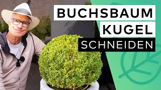 Buchsbaum-Kugel richtig schneiden - Grobschnitt im Frühjahr