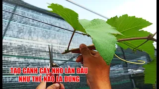 HƯỚNG DẪN CẮT TẠO CÀNH CẤP 1 CHO CÂY NHO | TRẠI NHO GIỐNG KHỞI