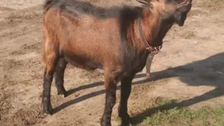 А не купить ли мне козла?!Готовлю козий внутренний жир.