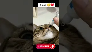 #shorts #viral #trending #cute #love #youtube #cat #foryou