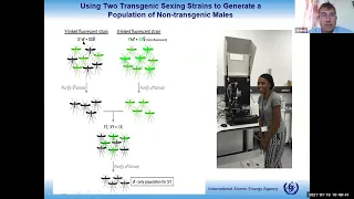 New development of the Sterile Insect Technique (SIT) against mosquitoes