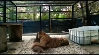 the way the Tiger ate a single pig vanished in an instant