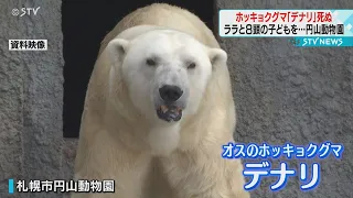 札幌・円山動物園のホッキョクグマ「デナリ」死ぬ　メスのララとペア組み８頭の子どもも