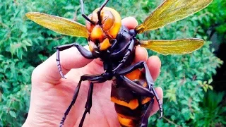 Deadliest Insects on Earth