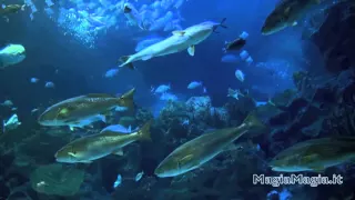 Acquario virtuale e musica rilassante