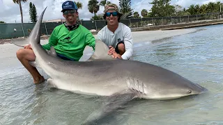 Giant Bull Sharks at the Docks