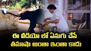 ఈ  వీడియో లో  ఏనుగు  చేసే  తమాషా అంతా ఇంతా కాదు 😂😂 | Elephant Comedy | ETV