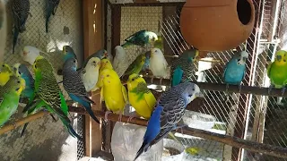Australian parrot breeding on colony