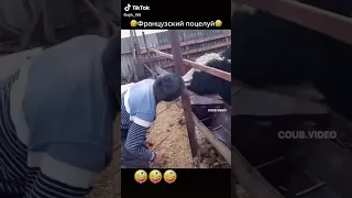 Поцелуй с коровой, французский поцелуй