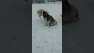 Wolf dog takes down Bob by the scruff of his neck!
