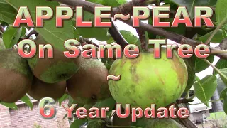 Apple-Pear Grafted Tree 6 Years Later