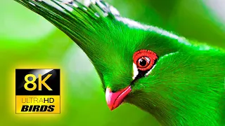 The World's Most Colorful and Beautiful Birds in 8K ULTRA HD / Nature Relaxation