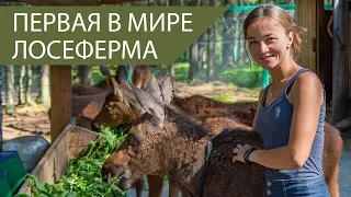 Первая в мире лосеферма