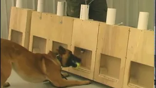 On Target- Training Substance Detector Dogs- Detection 2