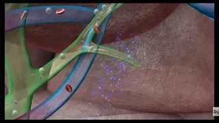 Lymphatic system animation video.