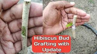 गुड़हल के पौधे की बड ग्राफ्टिंग कैसे करे | Hibiscus bud grafting, Eye budding on hibiscus plant