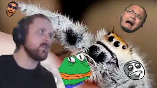 Forsen reacts to Spider Learns To Ask For High-Fives | The Dodo Little But Fierce