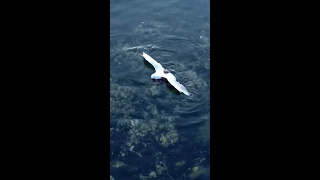 Octopus catches and eats a sea gull