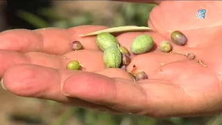 Sequía en el olivar de Jaén