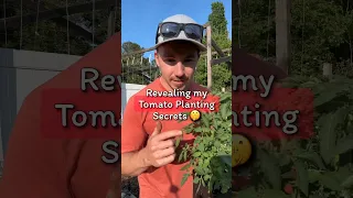 My Secrets to Planting Tomatoes 🤫