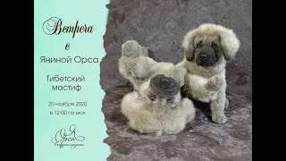 Встреча с Яниной Орса. Тибетский мастиф