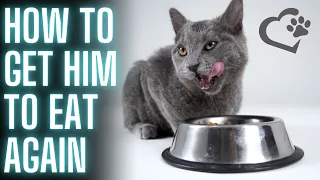 Why My Cat Won't Eat? Tips To Increase Your Cat's Appetite