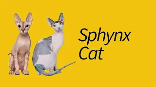 10 Sphynx Cat Facts—EXTRAORDINARY cat!