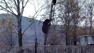 bear climbing tree in russia восхождение на медведя