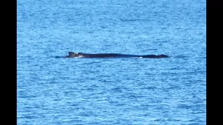 Two Humpbacks- BCX1460 and Her New Calf, Mark the Start of the 2024 Humpback Season in Haro Strait