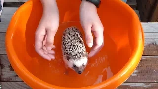 КУПАНИЕ ЕЖА/ Bathing a hedgehog/ ЗАЧЕМ ЕЖУ МАСЛО?