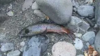 mongolian fishing, uliastai river