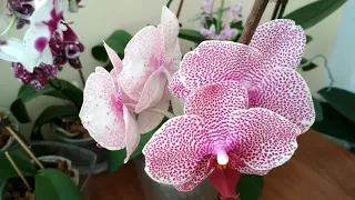 Долгоцветущие сорта орхидей.