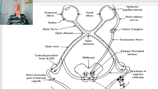 Anatomy of CNS Module in Arabic 2024 (Visual pathway), by Dr. Wahdan.